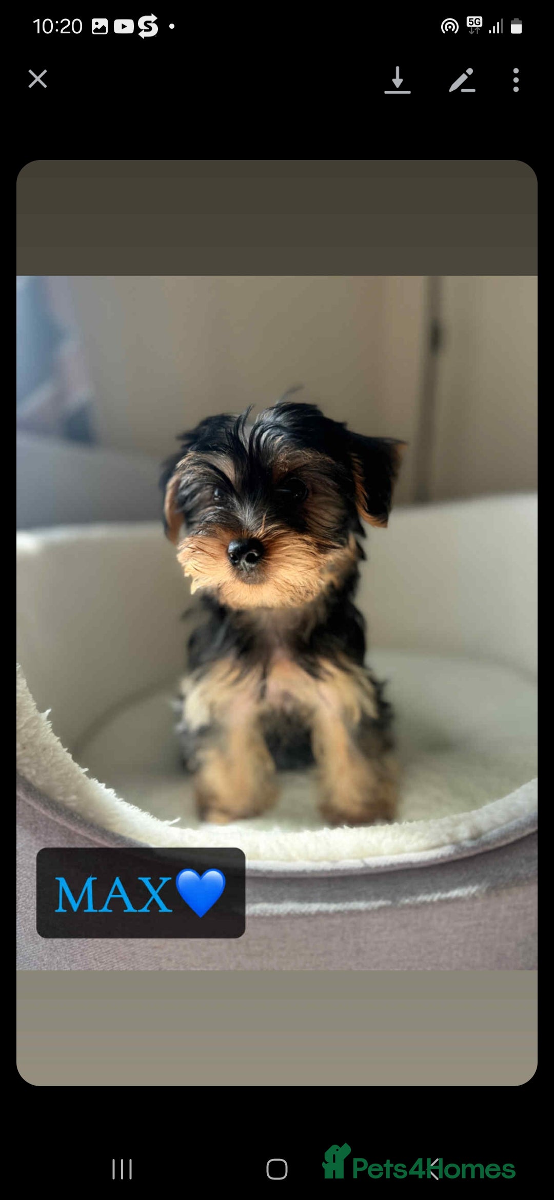 Yorkshire Terrier dogs for sale: Yorkshire Terrier Puppies - Image 4