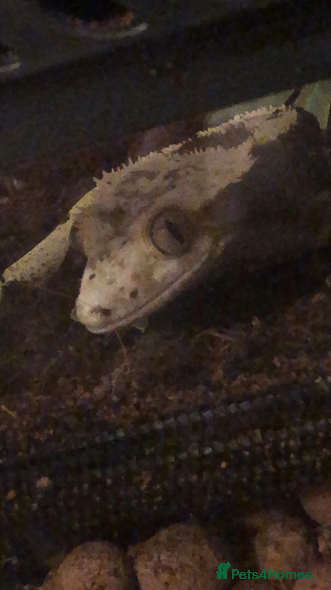 Gecko reptiles for sale: crested gecko - Advert 2