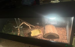 Python Snake reptiles for sale: Royal ball python - Image 5