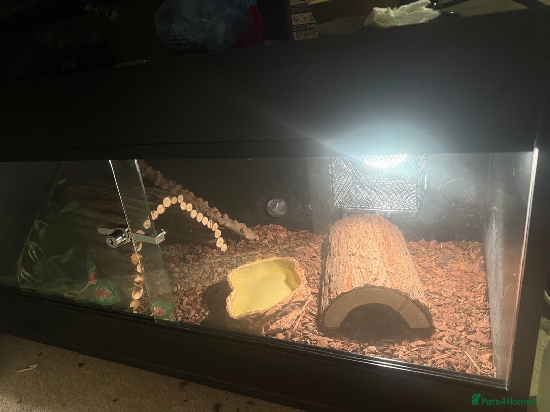 Python Snake reptiles for sale: Royal ball python - Image 5