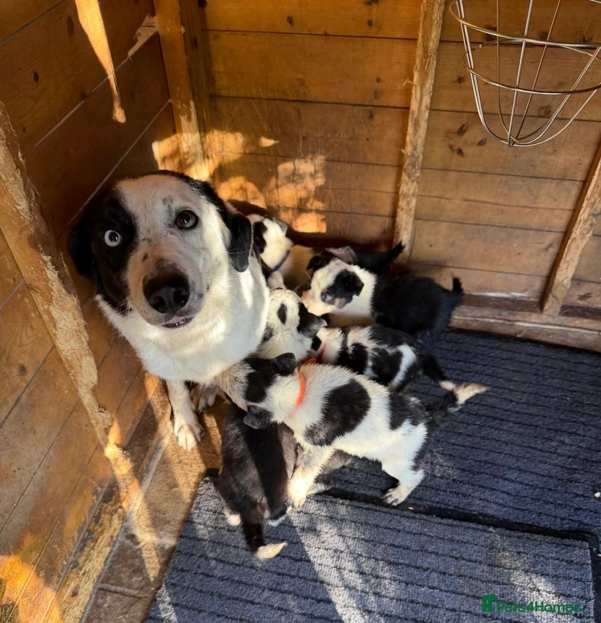 Border Collie dogs Gorgeous litter of Border Collie Puppies  - Advert 2