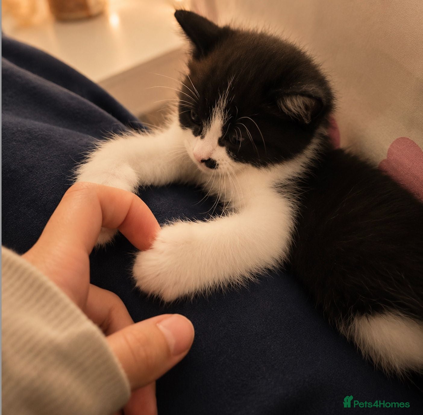 Mixed Breed cats Child Friendly Ragdoll Cross Kittens - Advert 16