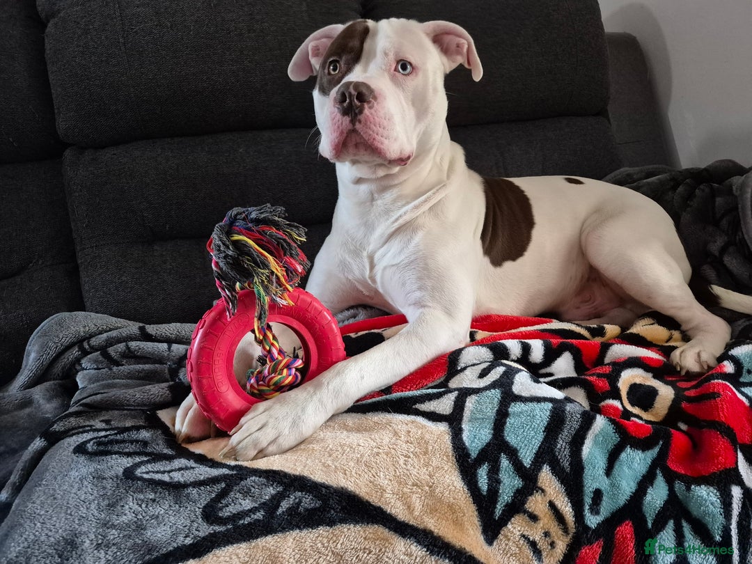 Mixed Breed dogs for sale: ACE staffy cross american bull dog - Image 6