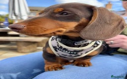 Miniature Dachshund dogs for stud: KC reg Mini Chocolate & tan STUD,Proven,PRA clear - Image 10
