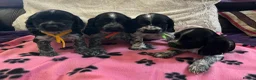 Cocker Spaniel dogs for sale: Stunning show type cocker spaniel puppies  - Advert 13