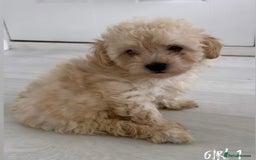 Maltipoo dogs for sale: Tiny Maltipoo Puppies  - Image 5