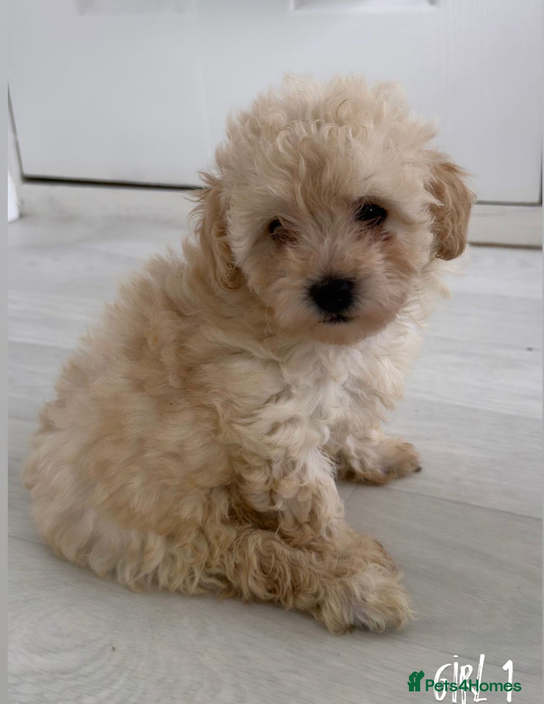 Maltipoo dogs for sale: Tiny Maltipoo Puppies  - Image 5