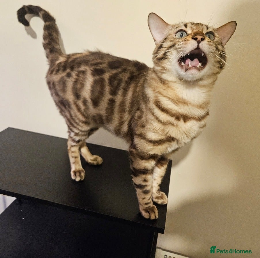 Bengal cats Beautiful Blue Eyed Bengal Stud - Advert 7