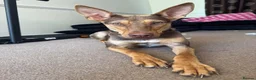 Mixed Breed dogs for adoption: Could You Be the One Valentina Needs? in Ipswich - Advert 14