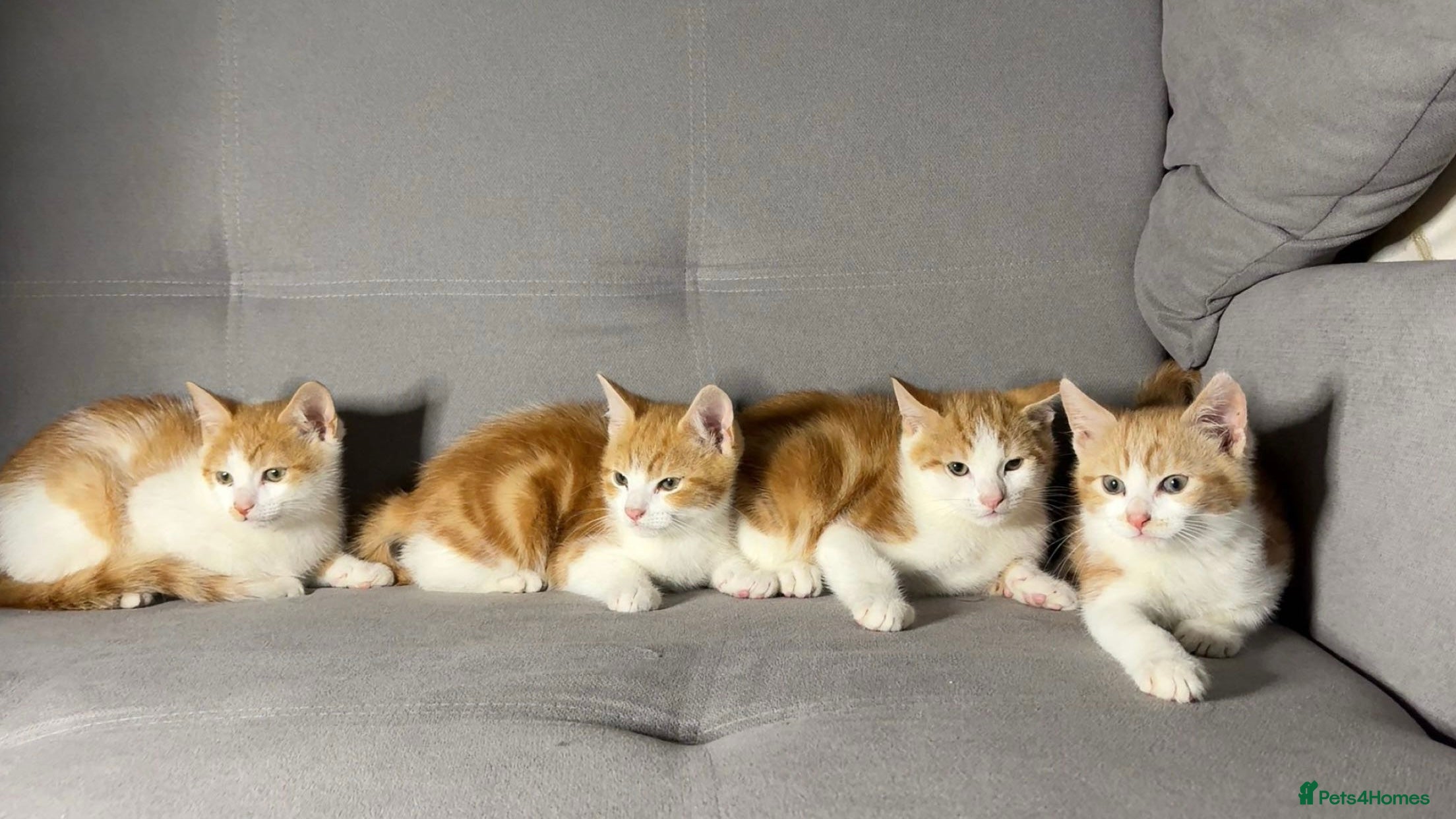 Mixed Breed cats X4 beautiful ginger kittens - Ready for rehoming - Advert 1