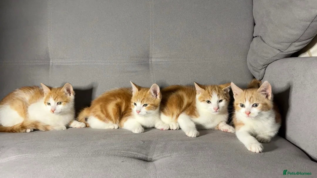 Mixed Breed cats for sale: X4 beautiful ginger kittens - Ready for rehoming - Advert 1