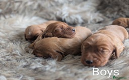 Cocker Spaniel dogs for sale: Deep Red Cocker Spaniel puppies for sale - Image 3