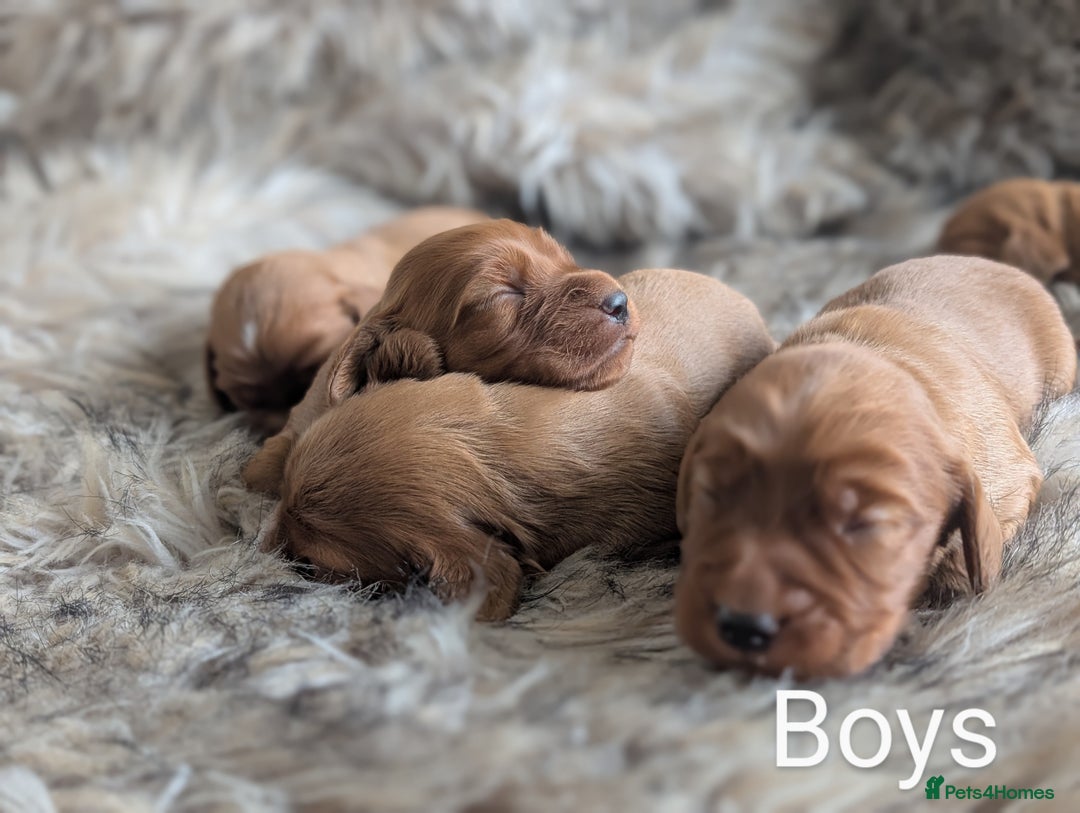 Cocker Spaniel dogs for sale: Deep Red Cocker Spaniel puppies for sale - Image 3