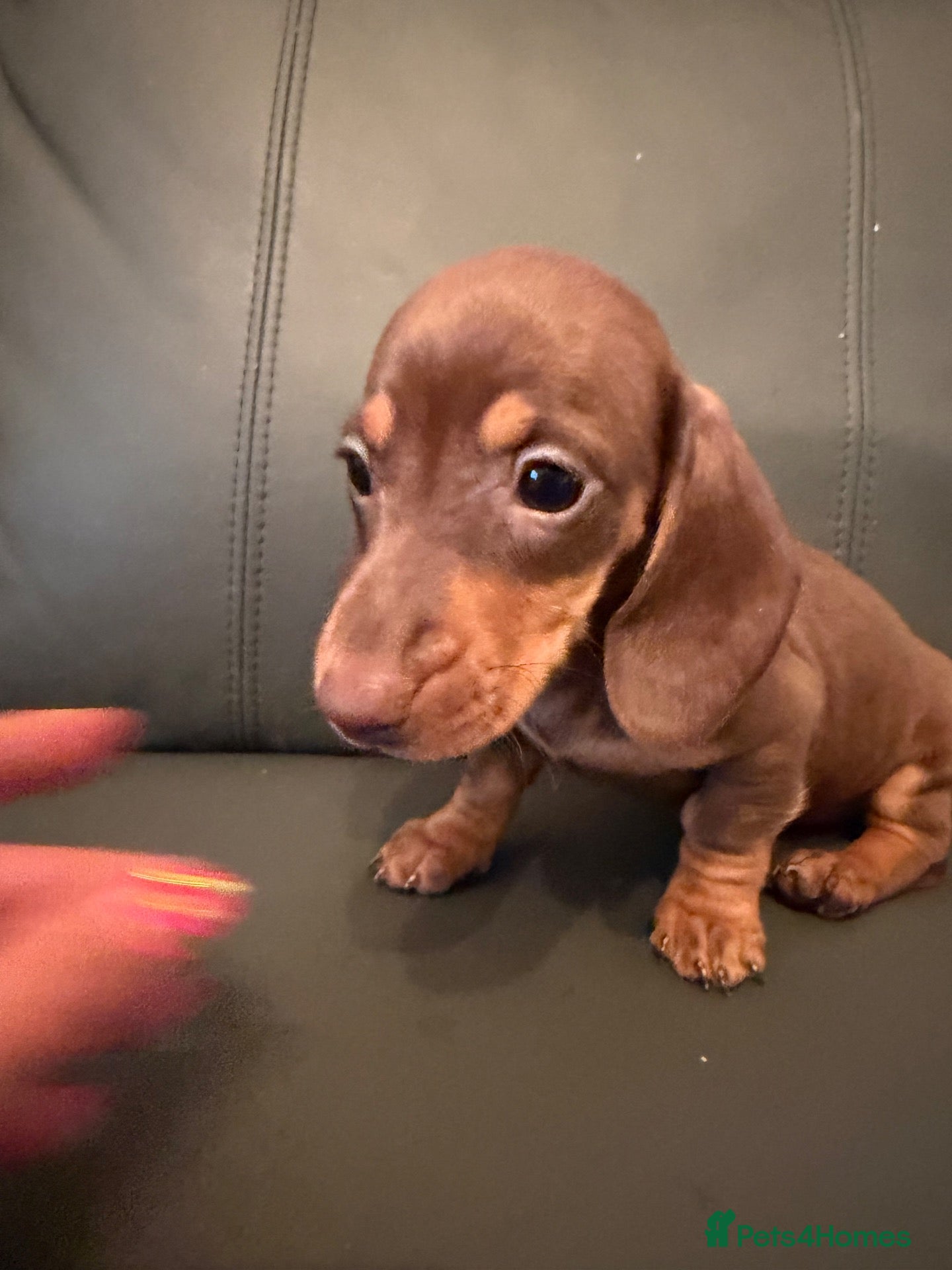 Miniature Dachshund dogs MINIATURE DACHSHUND PUPS - Advert 2
