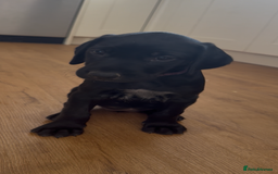 Mixed Breed dogs for sale: Pointerdors ONLY 1 girl left ready now  - Image 7