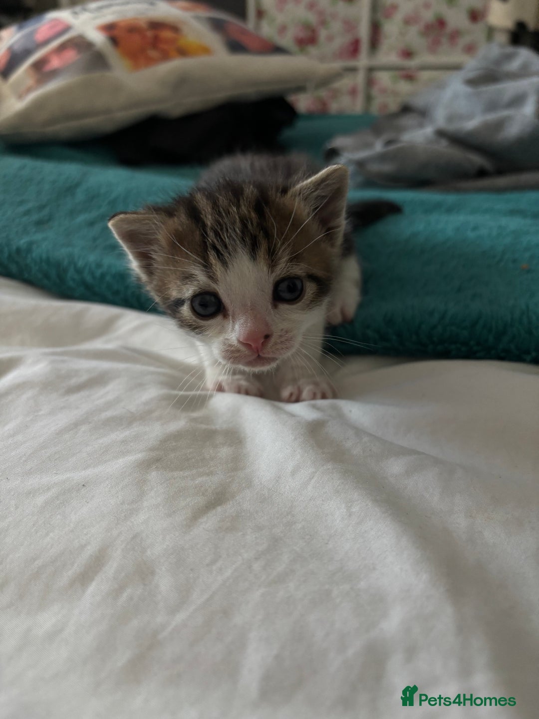 Mixed Breed cats for sale: Beautiful tabby x Ragdoll kittens for sale ! - Advert 13