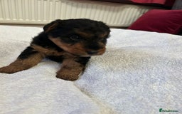Welsh Terrier dogs for sale: Stunning Health Tested KC Reg Welshie Puppies - Advert 19