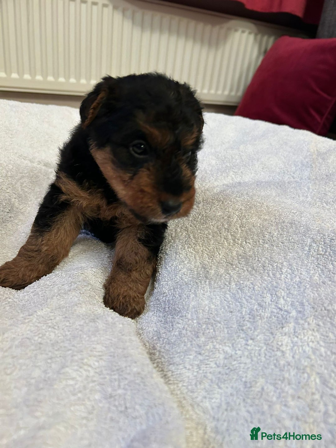 Welsh Terrier dogs for sale: Stunning Health Tested KC Reg Welshie Puppies - Advert 19