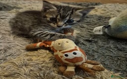 Mixed Breed cats for sale: kittens for sale  - Image 1