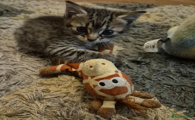 Mixed Breed cats - Advert 2