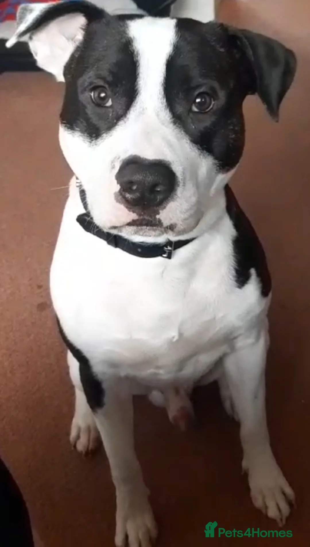 Staffordshire Bull Terrier dogs for stud: Albert the staffy  in Orpington - Advert 4