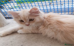 Siberian cats for sale: Three Beautiful Blond Siberian Kittens - Image 21