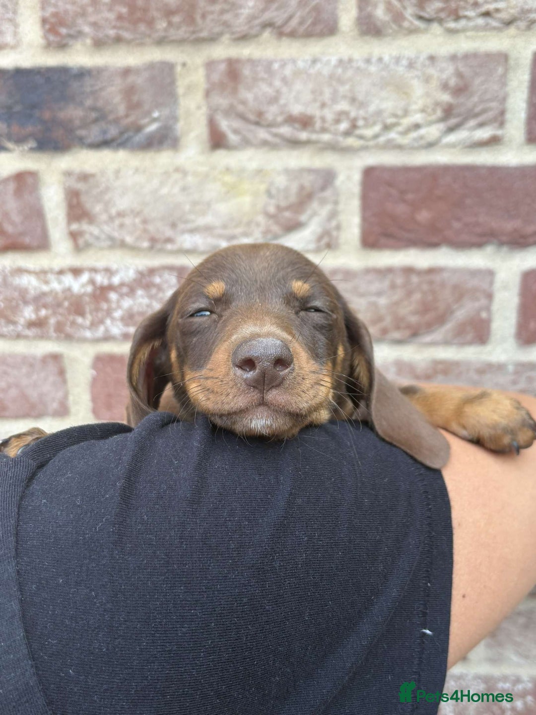 Mixed Breed dogs for sale: Patterjack x daxies  - Image 3