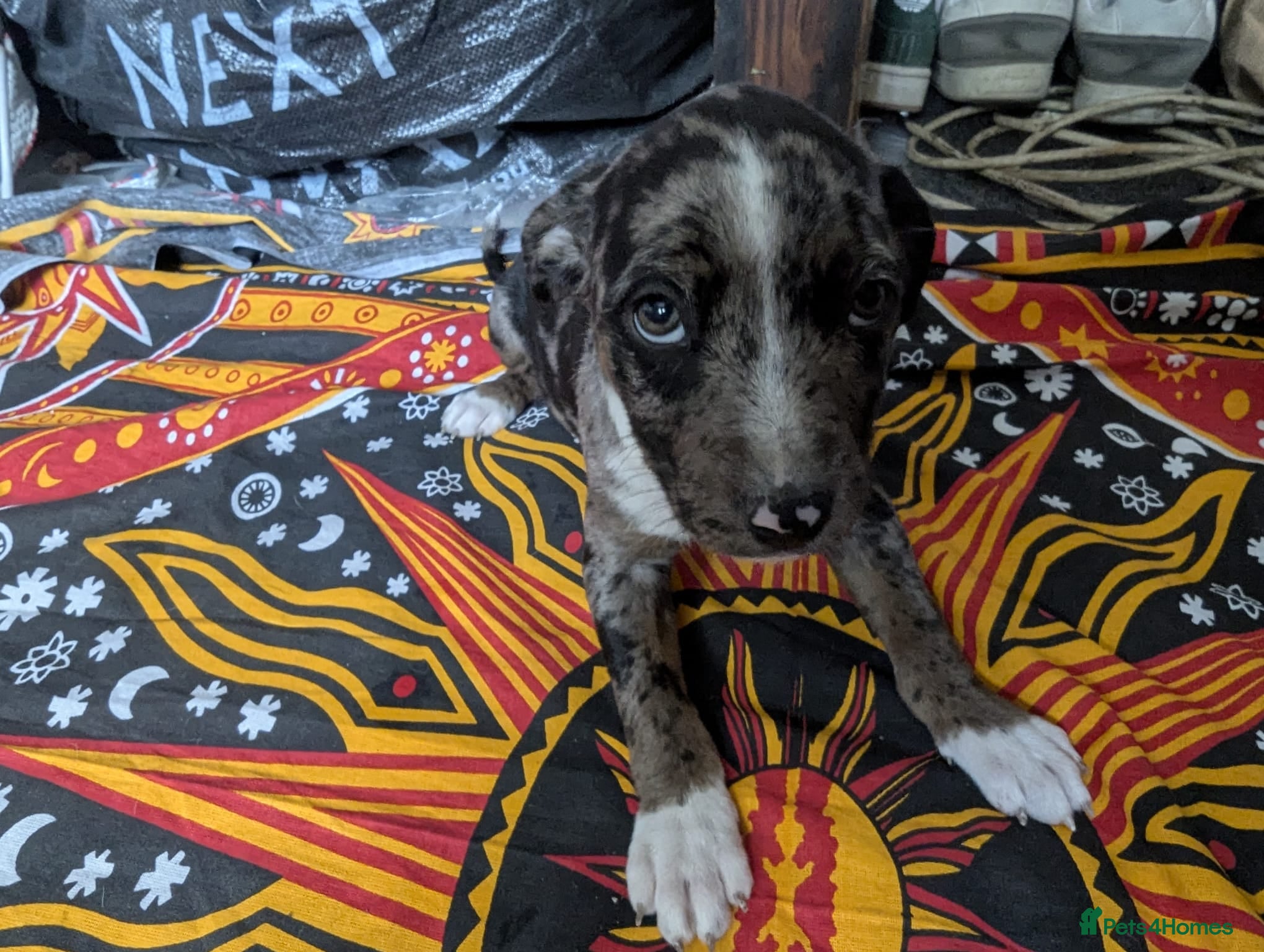 Mixed Breed dogs English pointer cross Staffordshire bull terrier - Advert 19