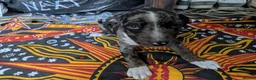 Mixed Breed dogs for sale: English pointer cross Staffordshire bull terrier - Advert 3