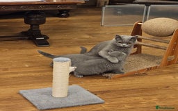 British Shorthair cats for sale: GCCF BSH Blue pedigree kittens for sale - Image 12