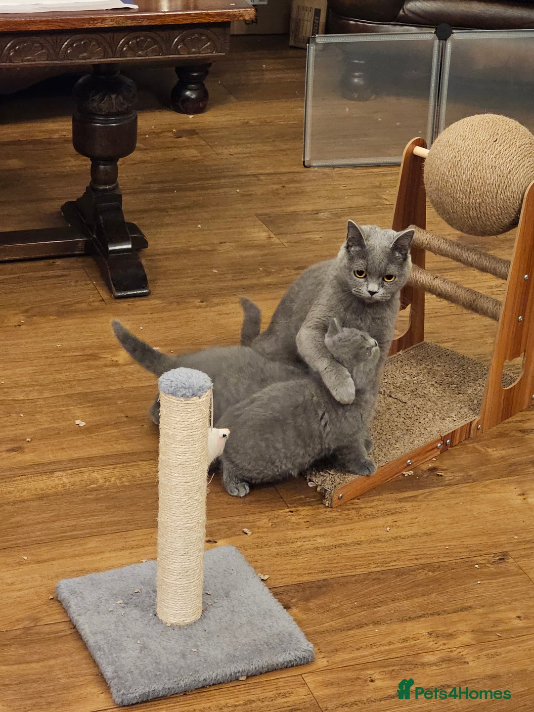 British Shorthair cats for sale: GCCF BSH Blue pedigree kittens for sale - Image 12