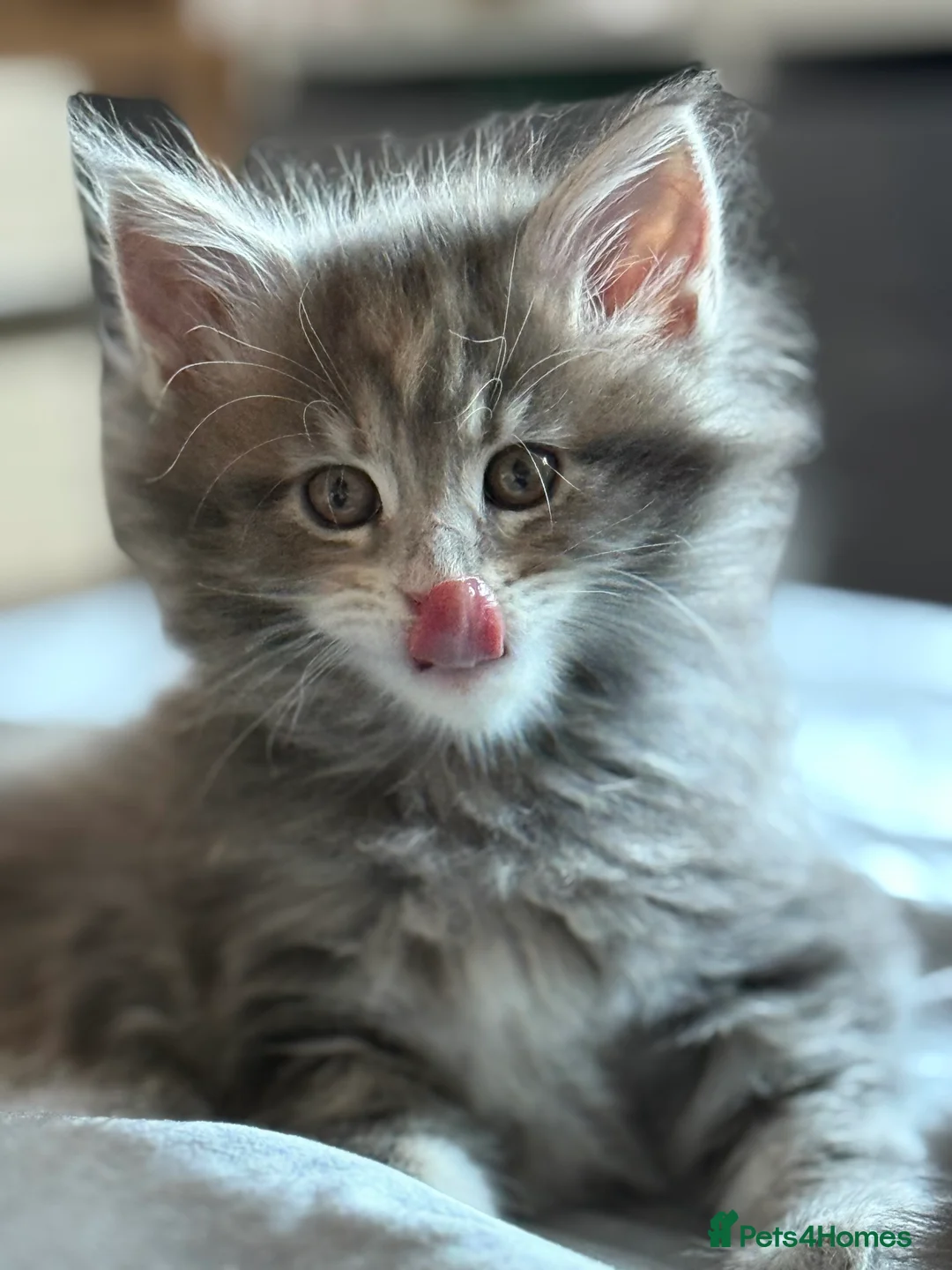 Maine Coon cats for sale: Beautiful GCCF registered Maine coon Kittens  - Advert 16
