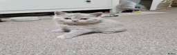 British Shorthair cats for sale: Beautiful British Shorthair Kittens 😻 - Advert 14
