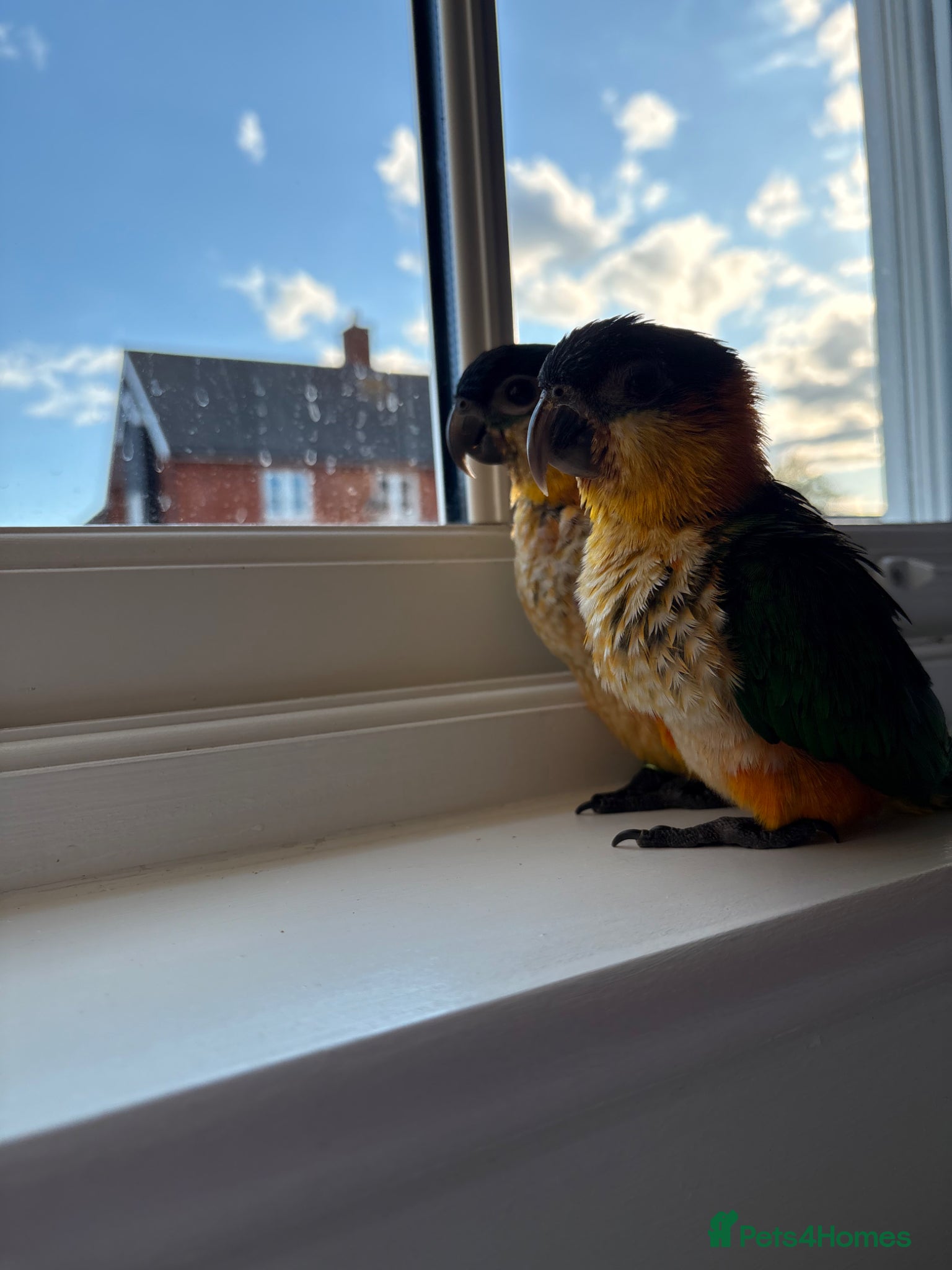 Parrots birds for sale: Caique parrots  in Colchester - Advert 2