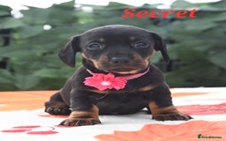 Miniature Dachshund dogs for sale: Beautiful KC black and tan smooth girls - Advert 14