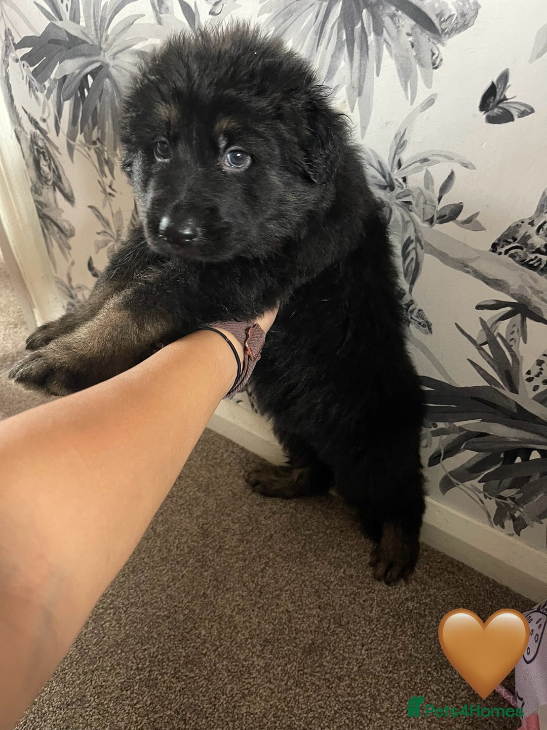 German Shepherd dogs for sale: German shepherd puppies  - Image 18
