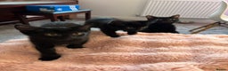 Mixed Breed cats for sale: Adorable Black Kittens – 3 Left! - Advert 9