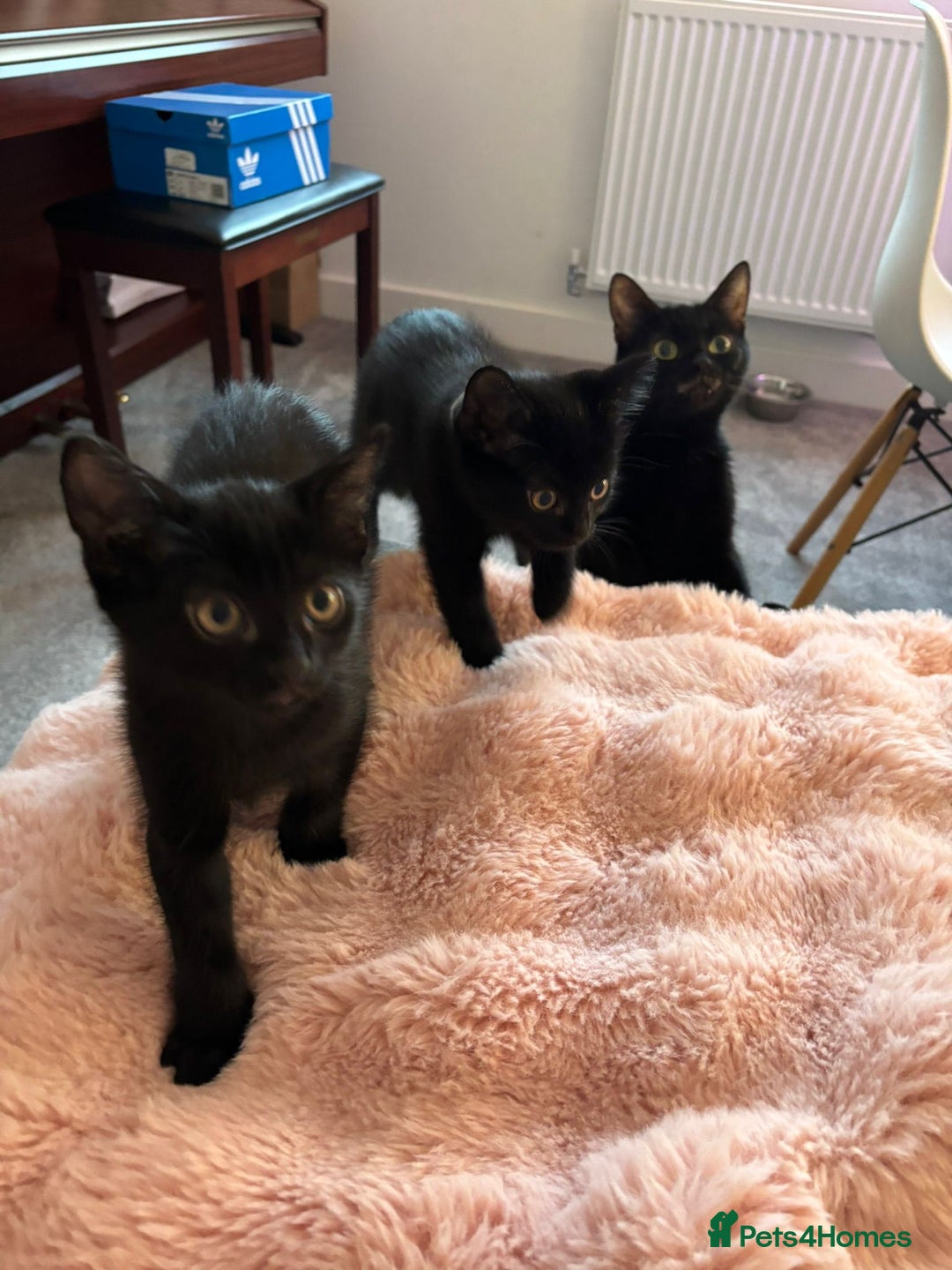 Mixed Breed cats for sale: Adorable Black Kittens – 3 Left! - Advert 9