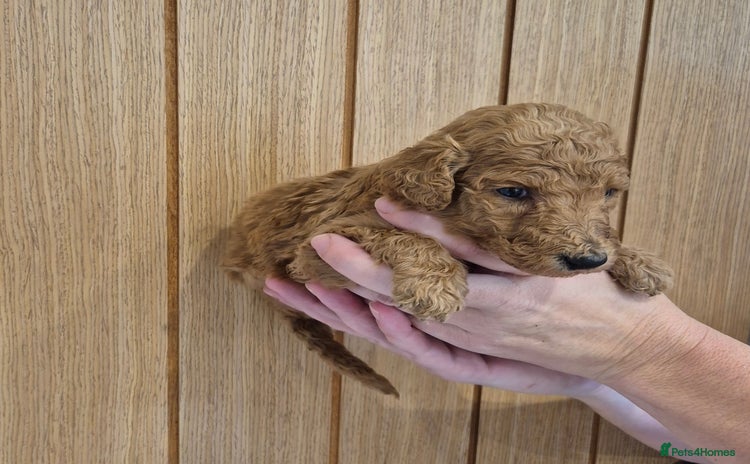 Standard Poodle dogs KC Registered Standard Poodles - Advert 2