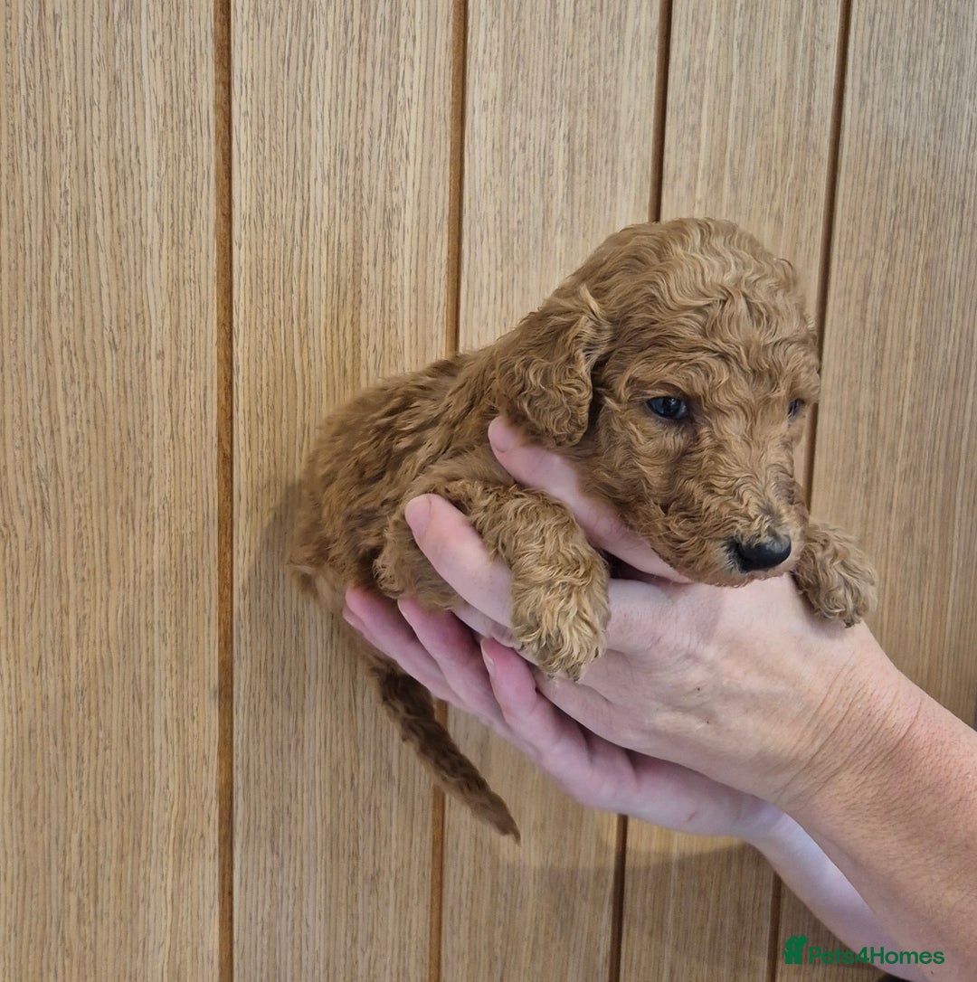 Standard Poodle dogs for sale: KC Registered Standard Poodles - Advert 1