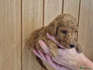 Standard Poodle dogs KC Registered Standard Poodles - Advert 2