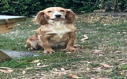 Cocker Spaniel dogs for sale: Cocker spaniel puppies x5 available 🏡  - Image 6