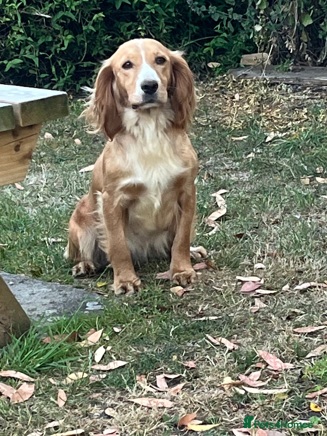 Cocker Spaniel dogs for sale: Cocker spaniel puppies x5 available 🏡  - Image 6
