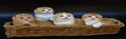 Scottish Fold cats for stud: RoyalOwl Yoshi: Scottish Fold Longhair Stud  - Advert 6