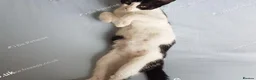 Mixed Breed cats for sale: Beautiful female kitten . - Advert 10