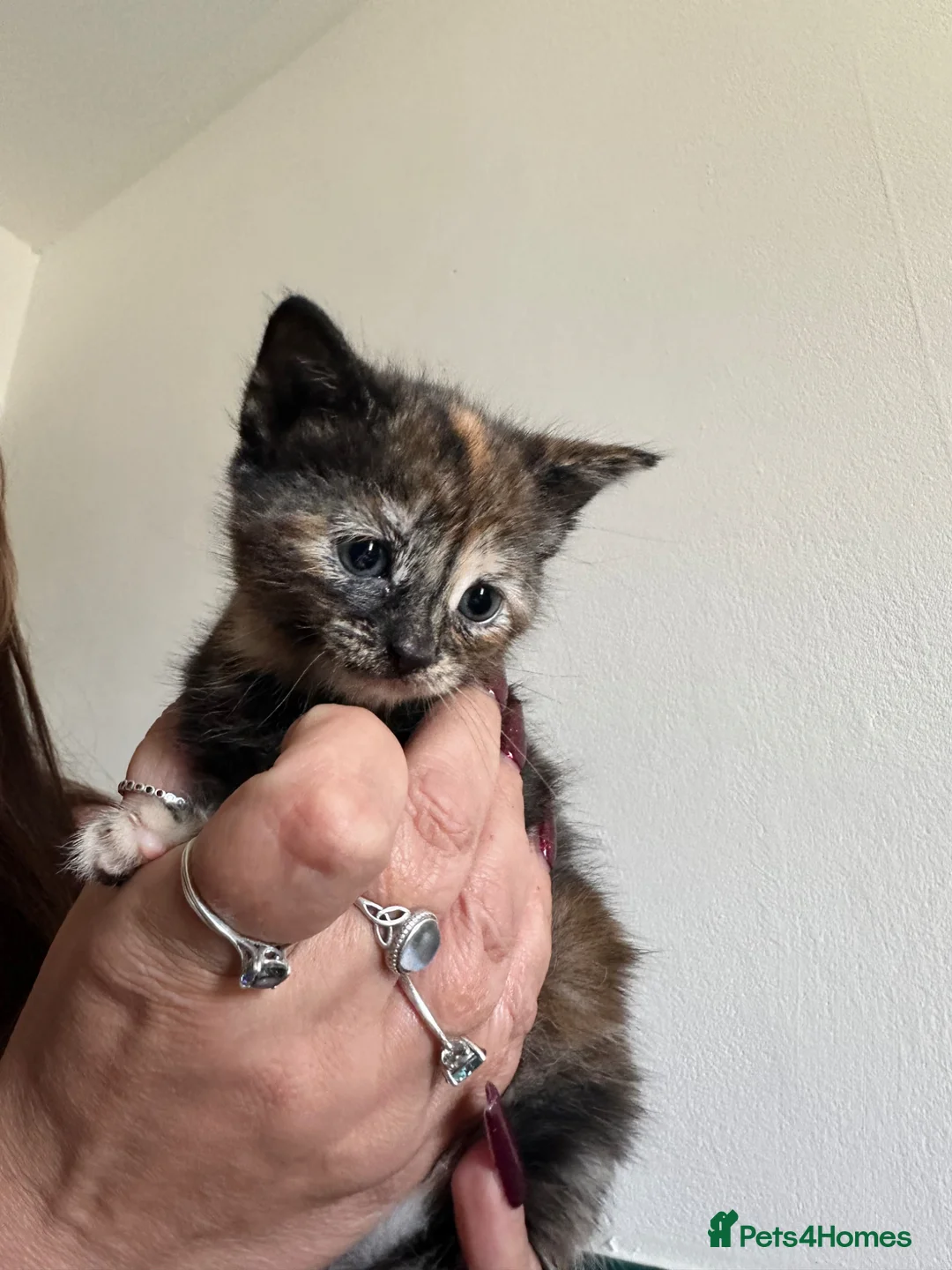 Mixed Breed cats for sale: Female Calico and Male Tabby in Hounslow - Advert 9