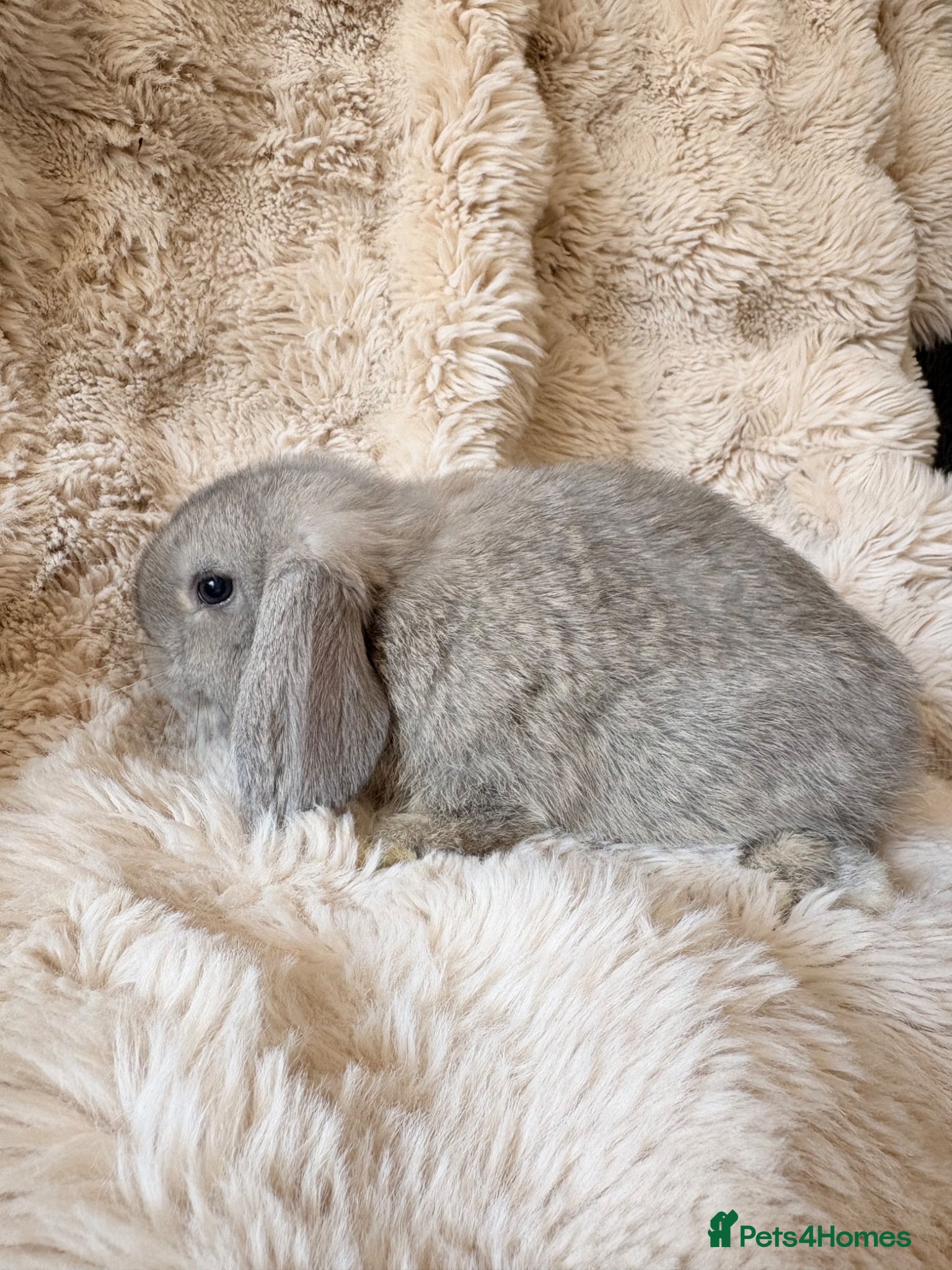 Mini Lop rabbits Mini lop baby rabbits  - Advert 1