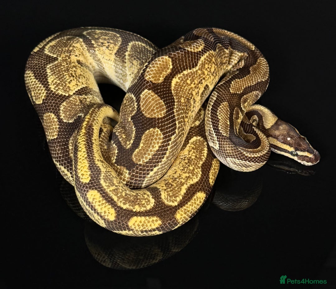 Python Snake reptiles for sale: Royal pythons/ball pythons  - Image 20