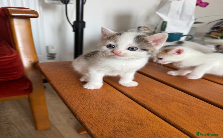 British Shorthair cats - Advert 5