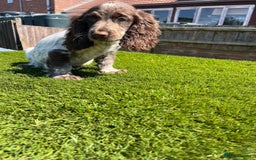 Cocker Spaniel dogs for sale: 2 Cocker spaniel puppies available  - Image 17
